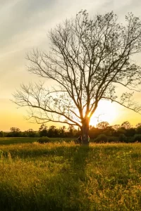 Arbre solitaire au coucher du soleil dans un champ, symbolisant la relaxation et l'énergie renouvelée à travers la nature